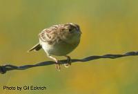 Grasshopper Sparrow May 07 Field Trip 031 